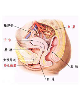 婦科炎癥圖片介紹